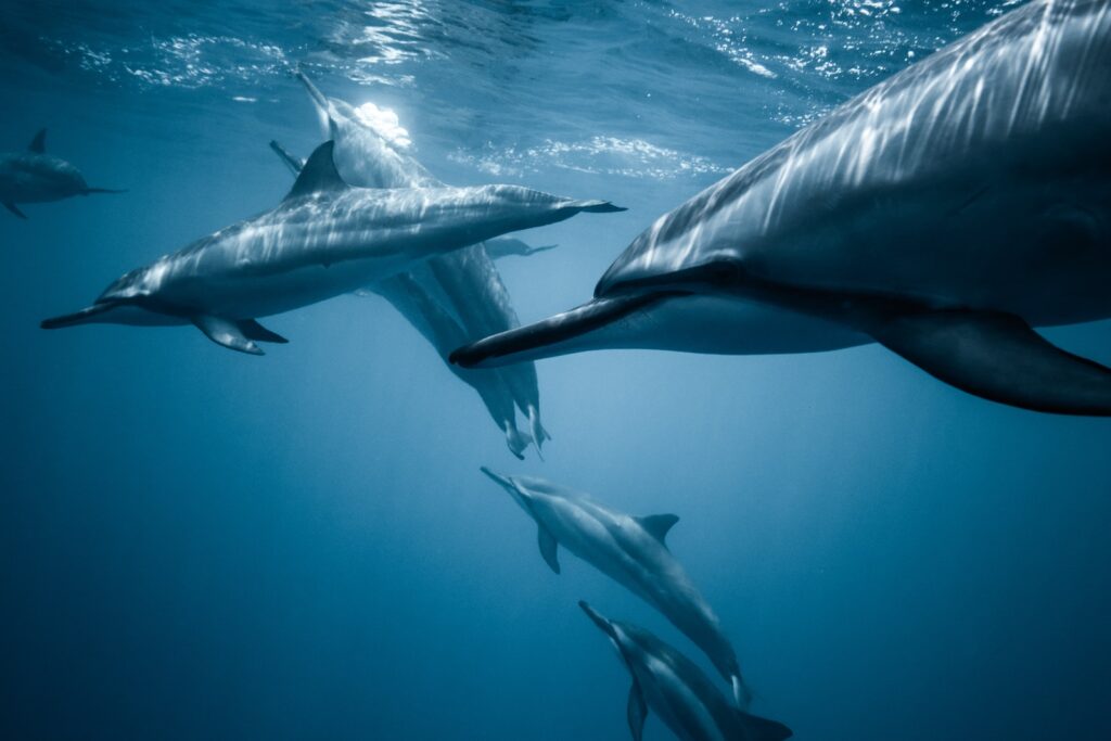 Groupe de Dauphins