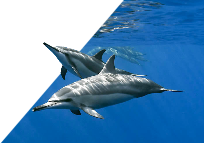 dauphins la réunion