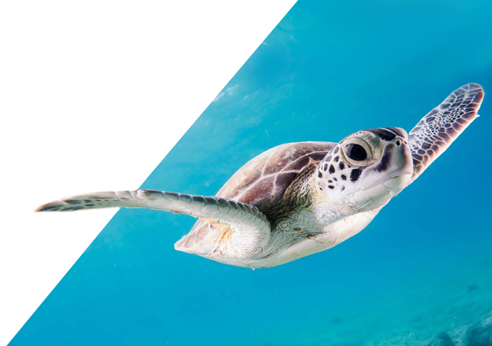 sortie bateau decouverte tortue